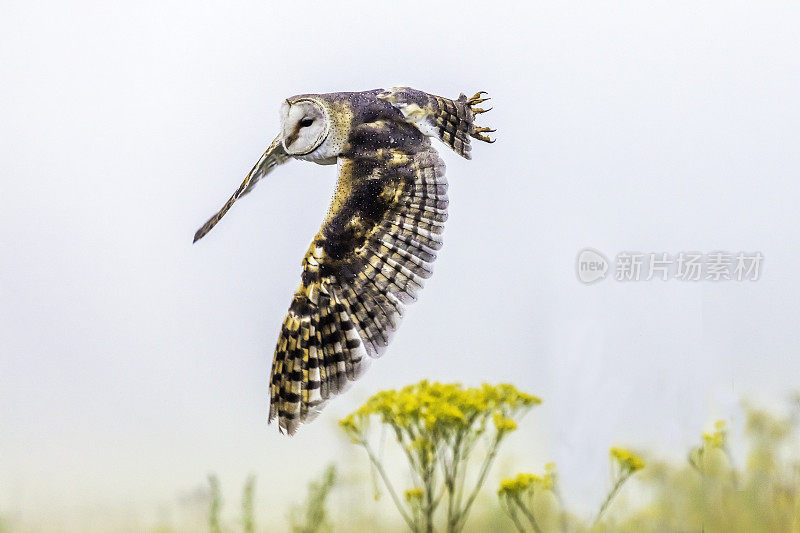 仓鸮在飞行(Tyto alba)